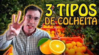 3 TIPOS DE COLHEITA DE LARANJA  React [upl. by Ailido]