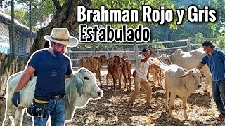 Nunca Pensé ver Ganado Brahman Rojo y Gris en Sistema Estabulado 😱 [upl. by Dorsy]