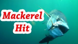 MACKEREL DESTROYS BAIT [upl. by Jessabell]