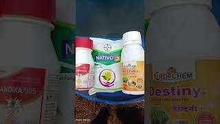 Nativo fungicide combination with destiny amp chandika insecticide  farming nativo agriculture [upl. by Suehtomit163]