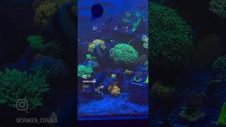 Corals are organized reef2reef reef reefaquarium reefcommunity saltwateraquarium reefing fish [upl. by Torrin648]