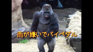 Haoko bipedal Gorilla at Ueno Zoo 上野動物園のゴリラ ハオコ、雨が嫌いでバイペダル [upl. by Akinhoj650]