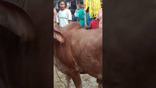 lovely bacha from 16 bigha goru haatviral cow bakrieidspecial shorts [upl. by Dehnel581]