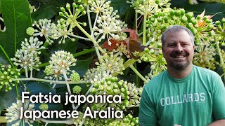 Fatsia japonica  Japanese Aralia [upl. by Olgnaed916]