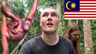 INSIDE THE WORLDS OLDEST ORANGUTAN SANCTUARY Borneo 🇲🇾 [upl. by Camden]