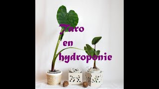 Culture des Colocasiastaro en hydroponie passiveet jexpérimente un nouveau substrat [upl. by Motteo]