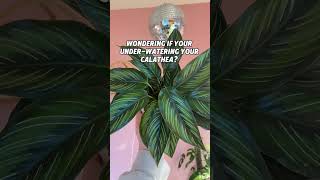 How a Calathea shows you it’s very thirsty 🌱plants houseplantclub plantcare houseplants [upl. by Bast]