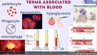 BIO100 Lecture 8 Blood and Vasculature [upl. by Nahta479]