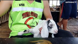 How to use Dr Naylor Dehorning Paste  Dehorning baby Goats [upl. by Darum]