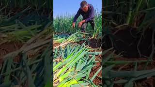 youtubeshorts agriculture viralvideo [upl. by Balling]