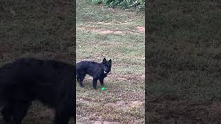 German Shepherd Dog Retrieval Training dog germanshepherd shorts [upl. by Lekim]