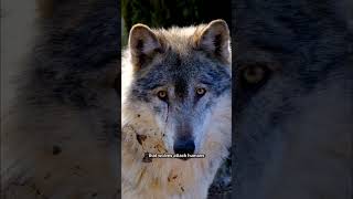 Myth or Facts WolvesWolfPackWildlifeWolfFacts [upl. by Jobyna]