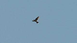 Eurasian Skylark Feldlerche Alauda arvensis  flying and singing [upl. by Olegnaed72]