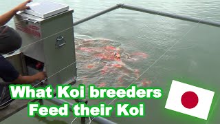 Koi feeding in Japan  What Koi breeders feed their Koi KOI FEEDING GUIDE [upl. by Nodnil846]