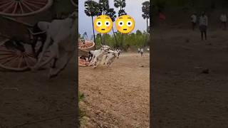 Bull race stunt 😳🤞🔥🔥  Bull Race  Andhra Pradesh  India trending reels shorts viralvideo [upl. by Carina]