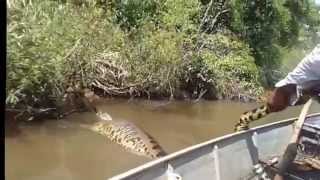 Worlds Largest Snake Found in Amazon River Anaconda 2016 [upl. by Maroney]