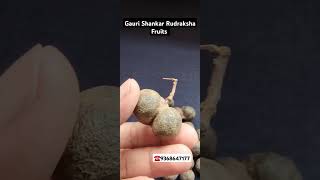 Gauri Shankar Rudraksha Fruits rudraksha rudraksh [upl. by Ennyrb]