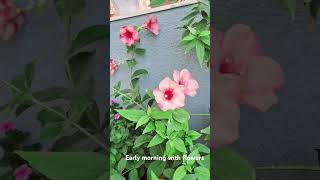 Purple Allamanda flowers plants morningmotivation trending balconygarden [upl. by Ztnahc]