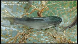 Profitable Biofloc Fish Farming  Nona Tengra Farming and update  বায়োফ্লক নোনা টেংরা ছাষ [upl. by Kalman]