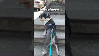 Funny Schnauzer Learns to Use Stairs [upl. by Jahdiel]