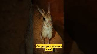 Everything You Need to Know About Jerboa factshorts shorts animals [upl. by Ayouqat]