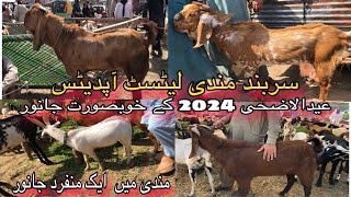 Sarband Bakra Mandi Peshawar Latest Updates  Eid ul adha  2024 [upl. by Ecnarf817]