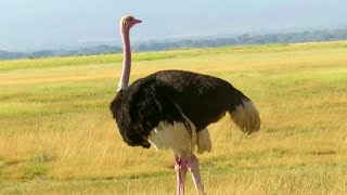 North African Ostrich  Critically Endangered Species  Amboseli Kenya [upl. by Aneram]