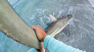 First Blacktip Shark of 2017 [upl. by Phip]