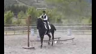 Cavallo murgese in GimkanaWORKING EQUITATION [upl. by Ennayhc743]