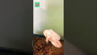 Hand feeding Oscar fish youtubeshorts oscarfish fish [upl. by Savory594]