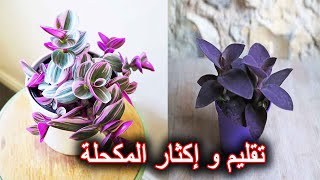 طريقة تقليم و زراعة المكحلة Tradescantia [upl. by Carl766]