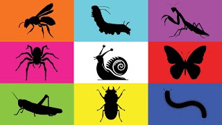 Insect Caterpillar Grasshopper Snail Butterfly Spider Mantis Beetle Paper Wasp Milipede [upl. by Lyrpa]