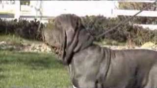 Neapolitan Mastiff Del Feudo Nisseno Cleofe [upl. by Evelina]