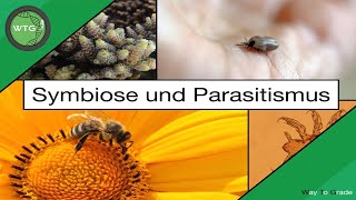 Symbiose und Parasitismus  einfach erklärt [upl. by Hterrag]