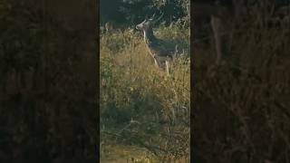 Wildest Deer amp Elephant Encounters [upl. by Radie520]