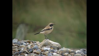 Desert Wheatear Salthouse Norfolk 281016 [upl. by Flavio]