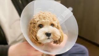 Dog Spay Journey  From Decision To Recovery  Cavoodle [upl. by Joses]