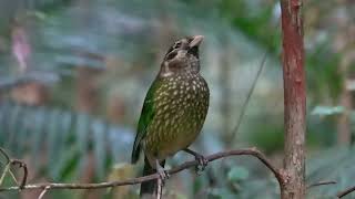 Wildlife of Atherton Tablelands [upl. by Anetsirhc]