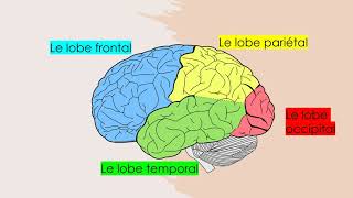 Les aires et fonctions du cerveau [upl. by Noswad]