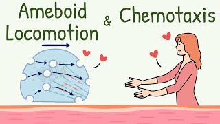 Ameboid Movement of the Cell  Chemotaxis  Ameboid Locomotion Animation  Chemotactic Substance [upl. by Flam799]