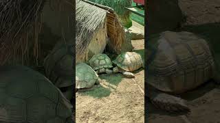 African spurred tortoise 🐢 tortoise african countryside shorts shortvideo youtubeshorts [upl. by Emmit394]