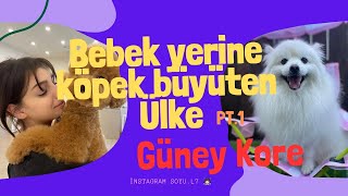 Trendleri Yöneten Güney Korede Köpeklerin Konumu [upl. by Acyssej]