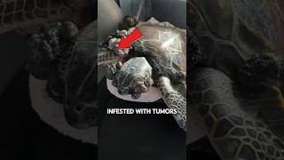 Sea Turtles INFESTED With Tumors 😱 [upl. by Ennaihs]