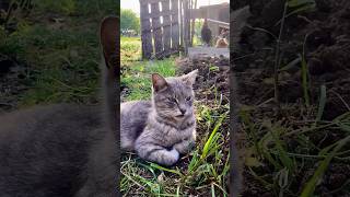 Vaşak Gibi🐾😊👀❤️👁️ phonk music kittens lovely cute [upl. by Assilak]