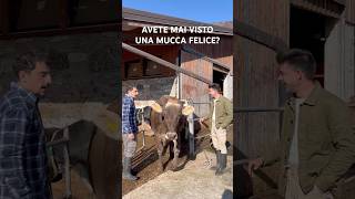 AVETE MAI VISTO UNA MUCCA FELICE [upl. by Whalen]