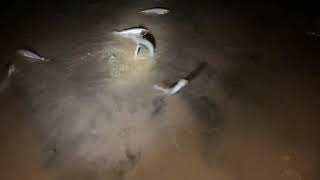 Grunion Run CloseUp on What Happens Mission Beach San Diego [upl. by Novart37]