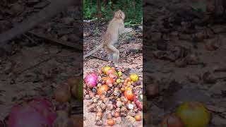 Wildlife Expert Shares Adorable Monkey Encounter subscribe shortvideo moneky [upl. by Jones]