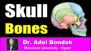 Skull Bones Sutures Landmarks and Foramina Dr Adel Bondok [upl. by Eilrahs678]