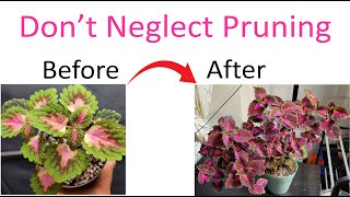 The Art of Coleus Pruning Mastering the Technique for Gorgeous Plants [upl. by Urbanus]