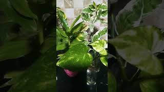 Cleaning indoor plants nature indoorplants gardeningworld [upl. by Renwick]